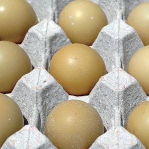 Hatching eggs.