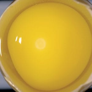Fertile, unincubated egg.