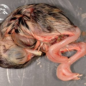 Embryo grows rapidly assuming hatching position with the head under the right wing and beak toward the air cell.