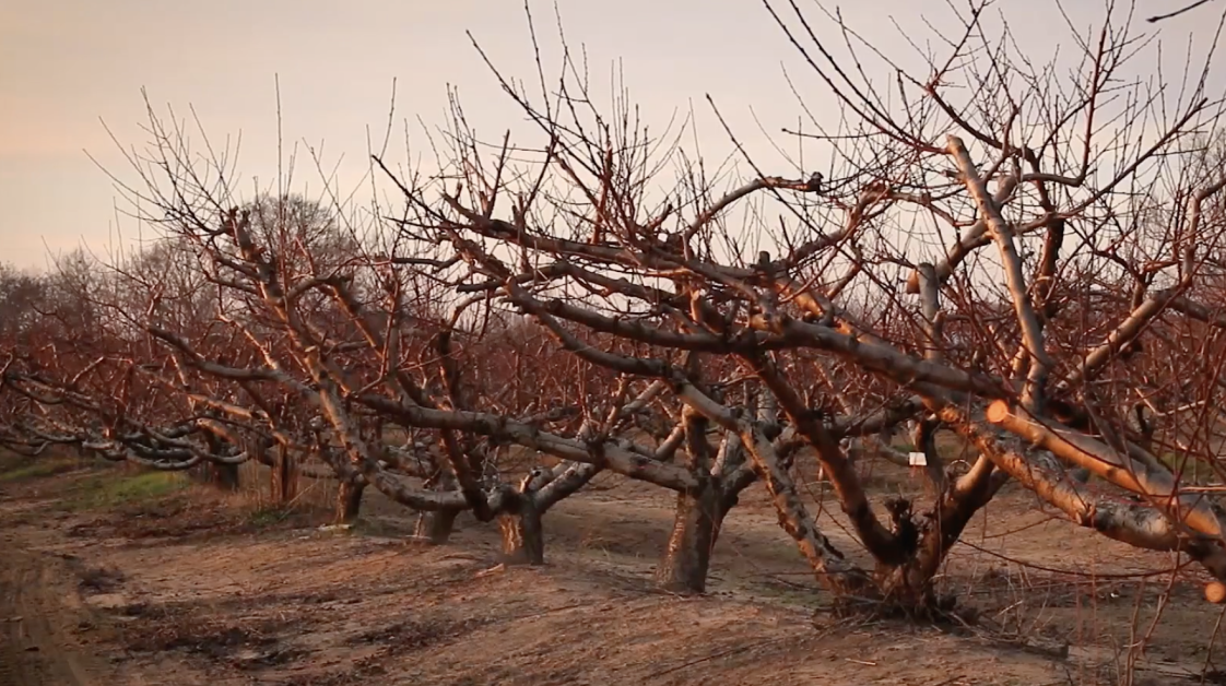 Dormant peach trees.