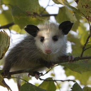 Figure 2. Young opossums venture outside the pouch at about 2 months of age and disperse at 3 to 4 months.