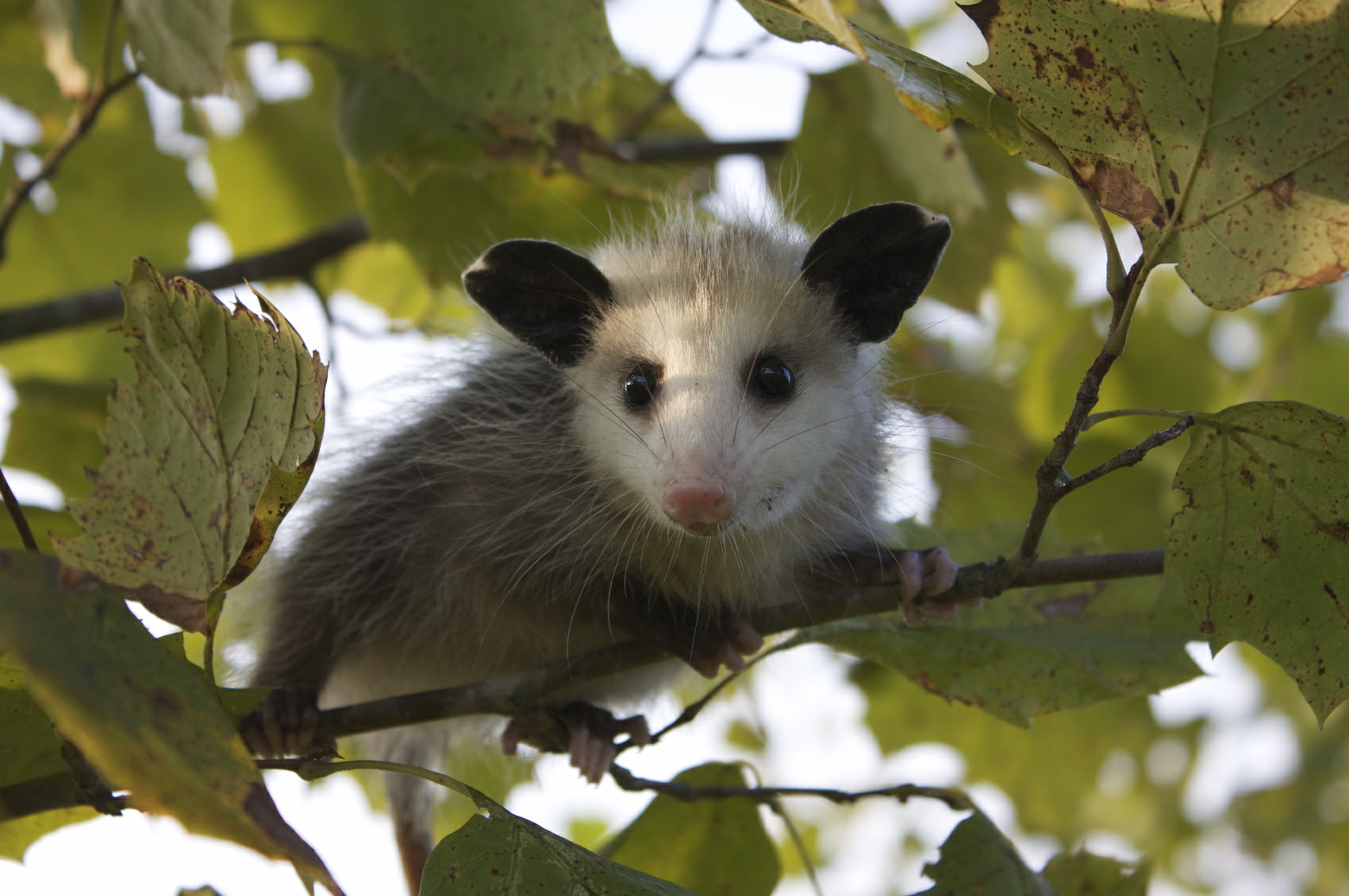 Virginia Opossum: Our Only Native Marsupial - Alabama Cooperative Extension  System