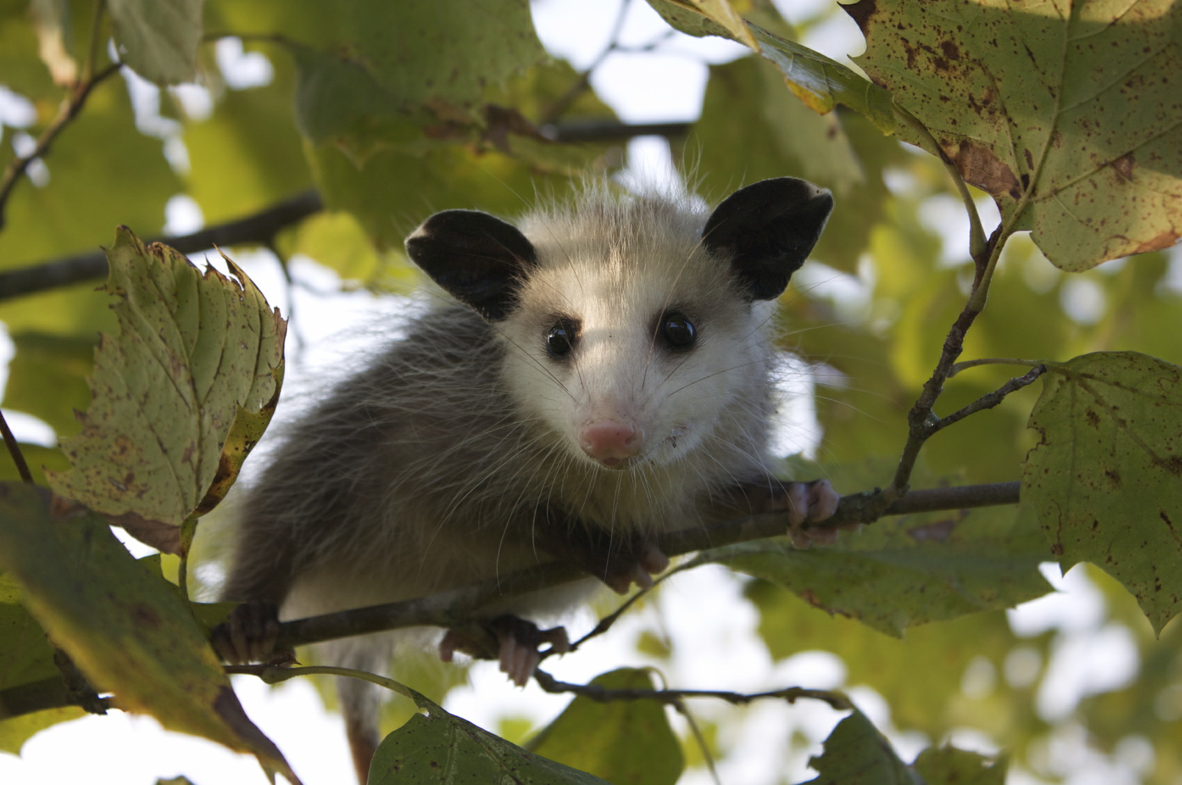 Figure 2. Young opossums venture outside the pouch at about 2 months of age and disperse at 3 to 4 months.