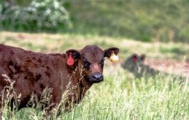 A calf standing in a pasture of fescue.