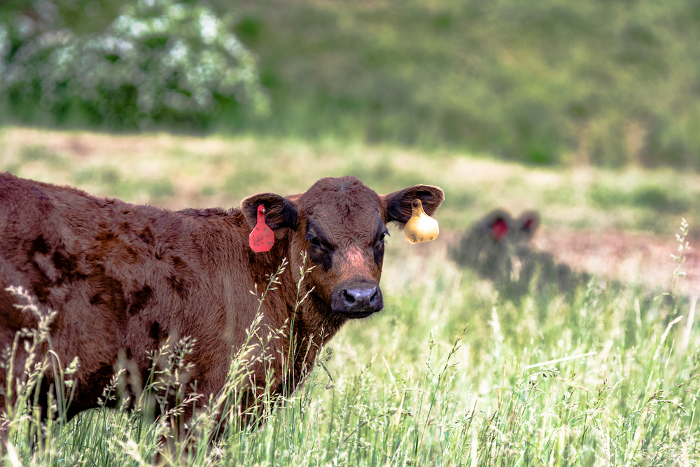 A calf standing in a pasture of fescue.