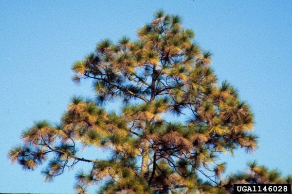 Figure 1. A drought-stressed longleaf pine with yellowing and browning of older foliage. Notice that the last flush near the tips of shoots is still green. This is a common response to prolonged drought conditions. (Photo credit: David J. Moorhead, University of Georgia, Bugwood.org)