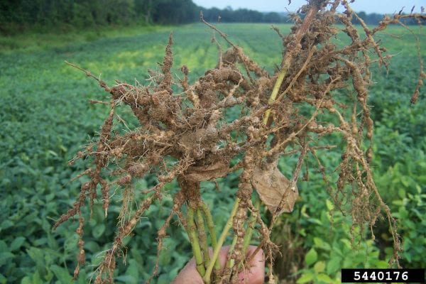 Root galls on soybeans from root-knot nematodes