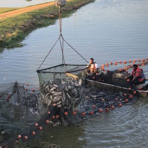 Figure 1. Harvest at a commercial catfish farm, Hale County, Alabama. (Photo credit: Jesse James, Auburn University)