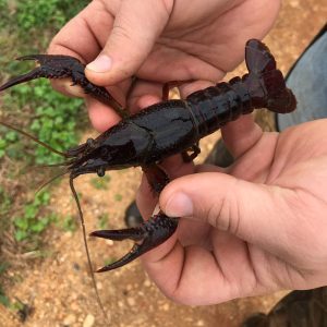 Figure 3. Farm-raised crawfish, Hale County, Alabama.