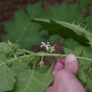 Figure 2. Tropical soda apple flowers have five separate white petals that curl back with age. The leaves and stems have large prickles.