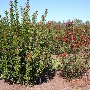 Figure 4. Leaf spot-incited defoliation on red tip photinia (right) compared with fungicide-protected red tip photinia (left)