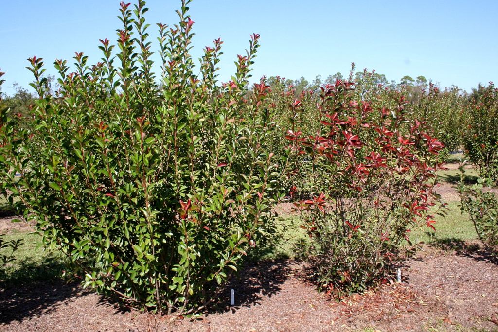 Figure 4. Leaf spot-incited defoliation on red tip photinia (right) compared with fungicide-protected red tip photinia (left)