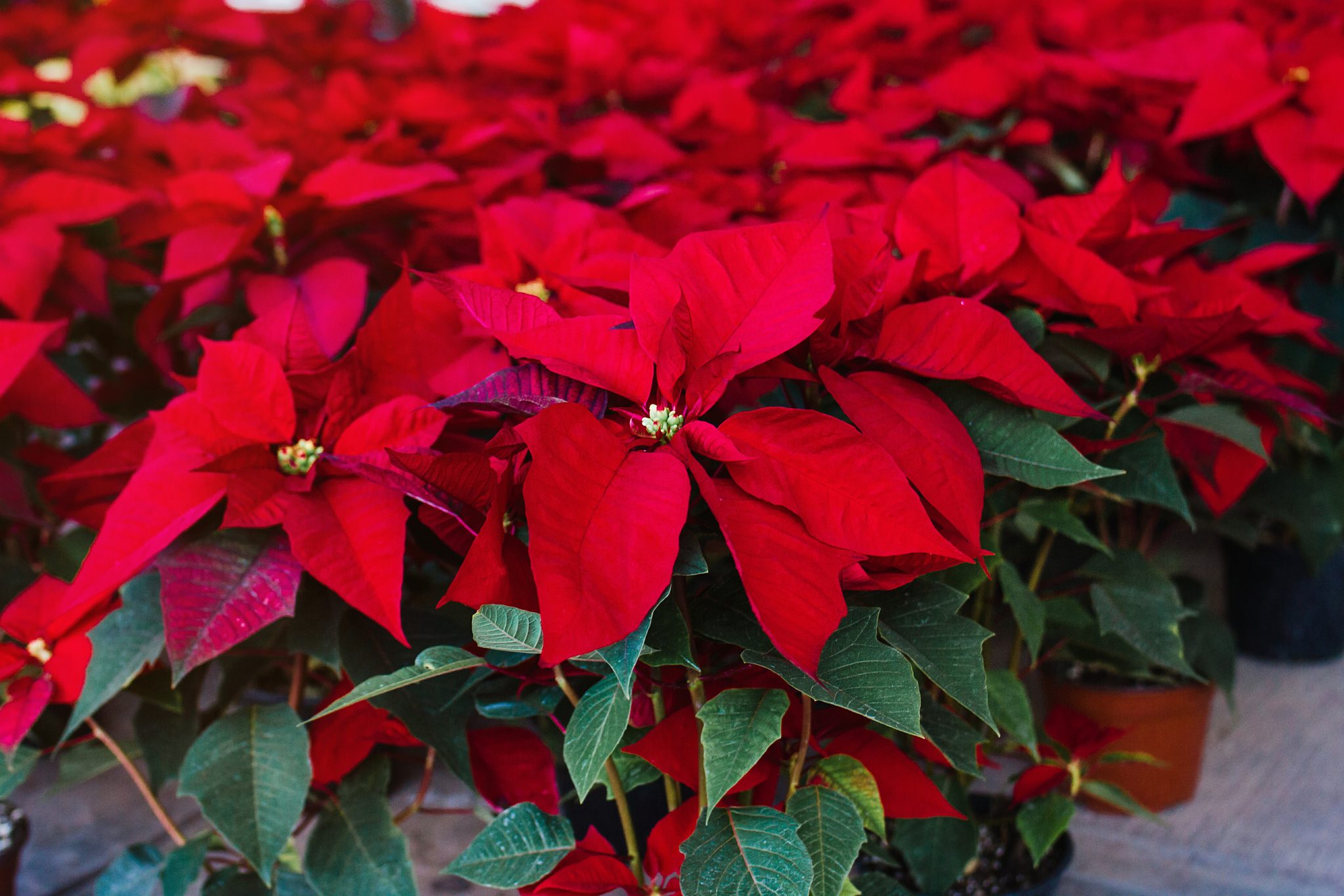 Red Christmas poinsettia flowers