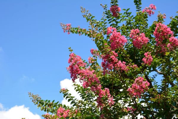 Pink crape myrtle with a blue sky in the background.