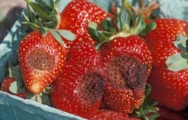 Strawberry disease
