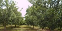 Pecan trees