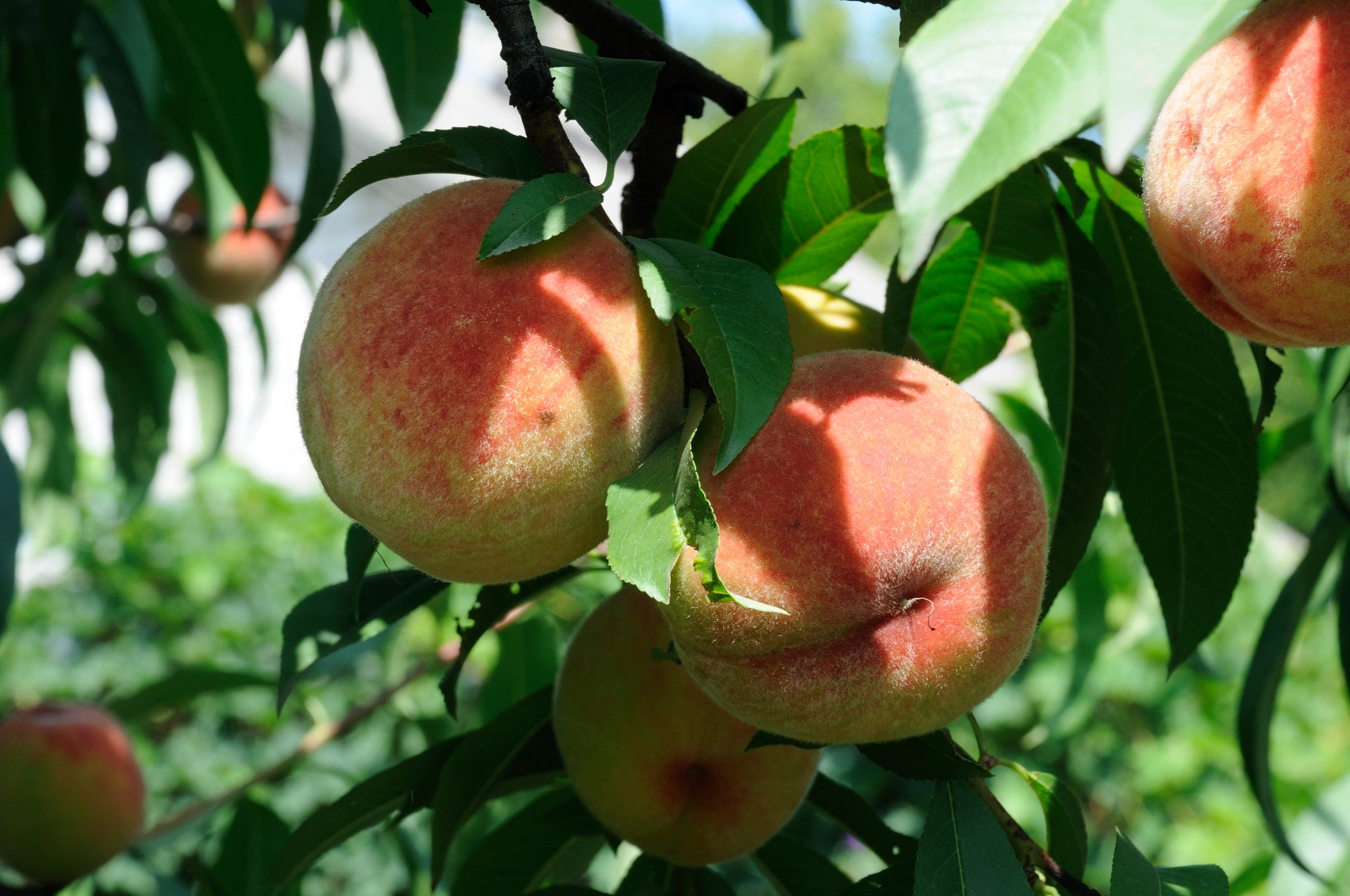 A backyard fruit tree