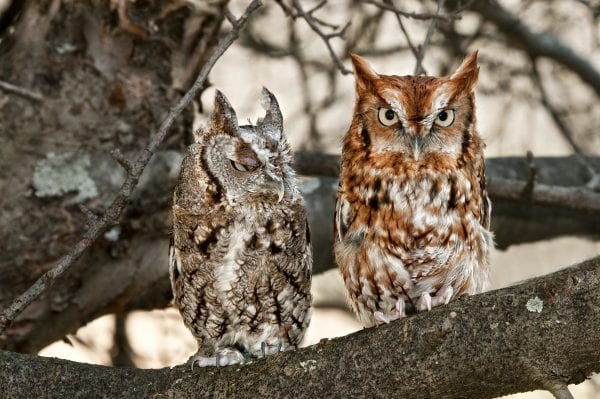 Pair of Eastern Screech Owls