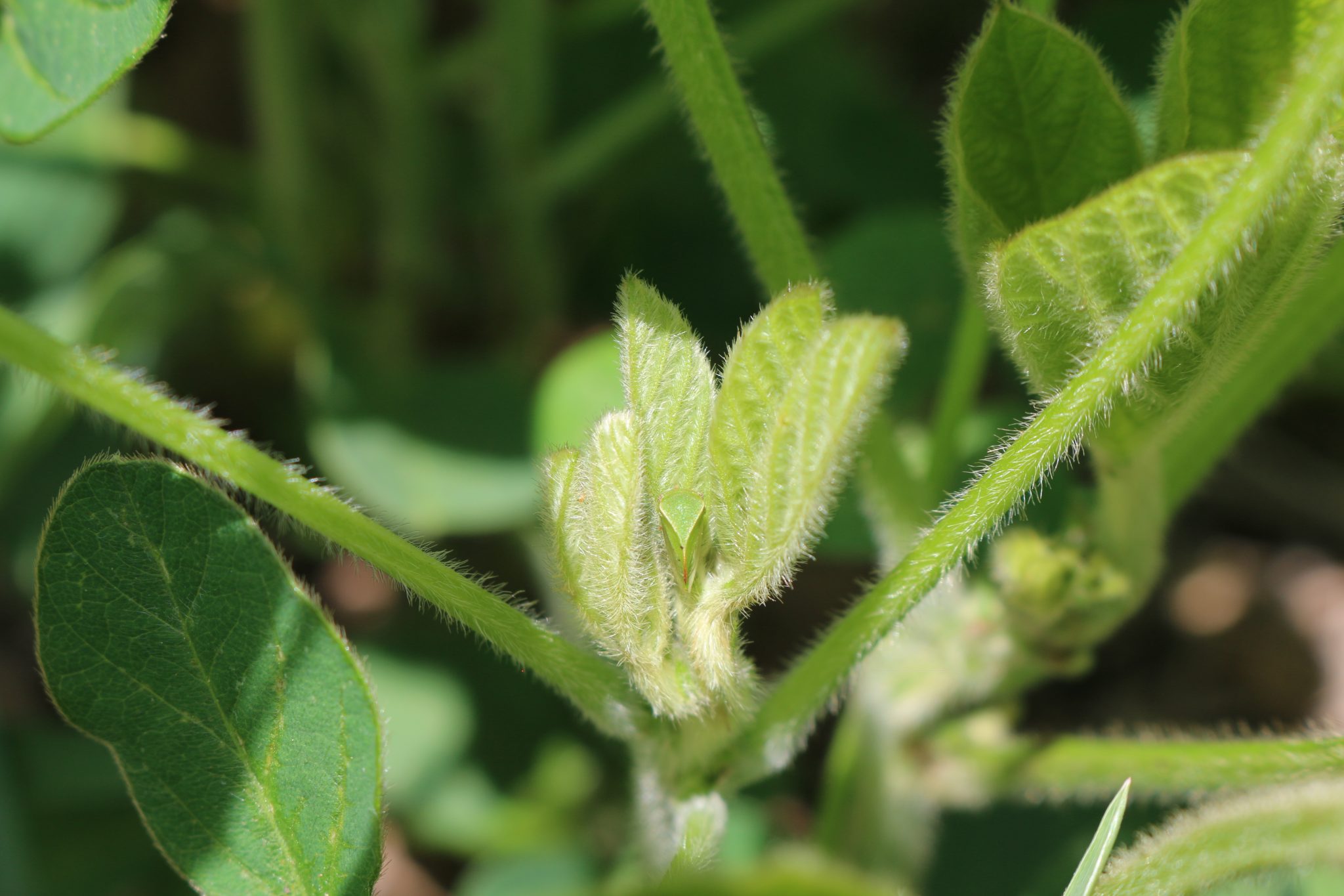 soybean pod in the early stages