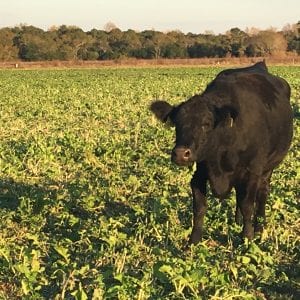 Cow Grazing Brassicas
