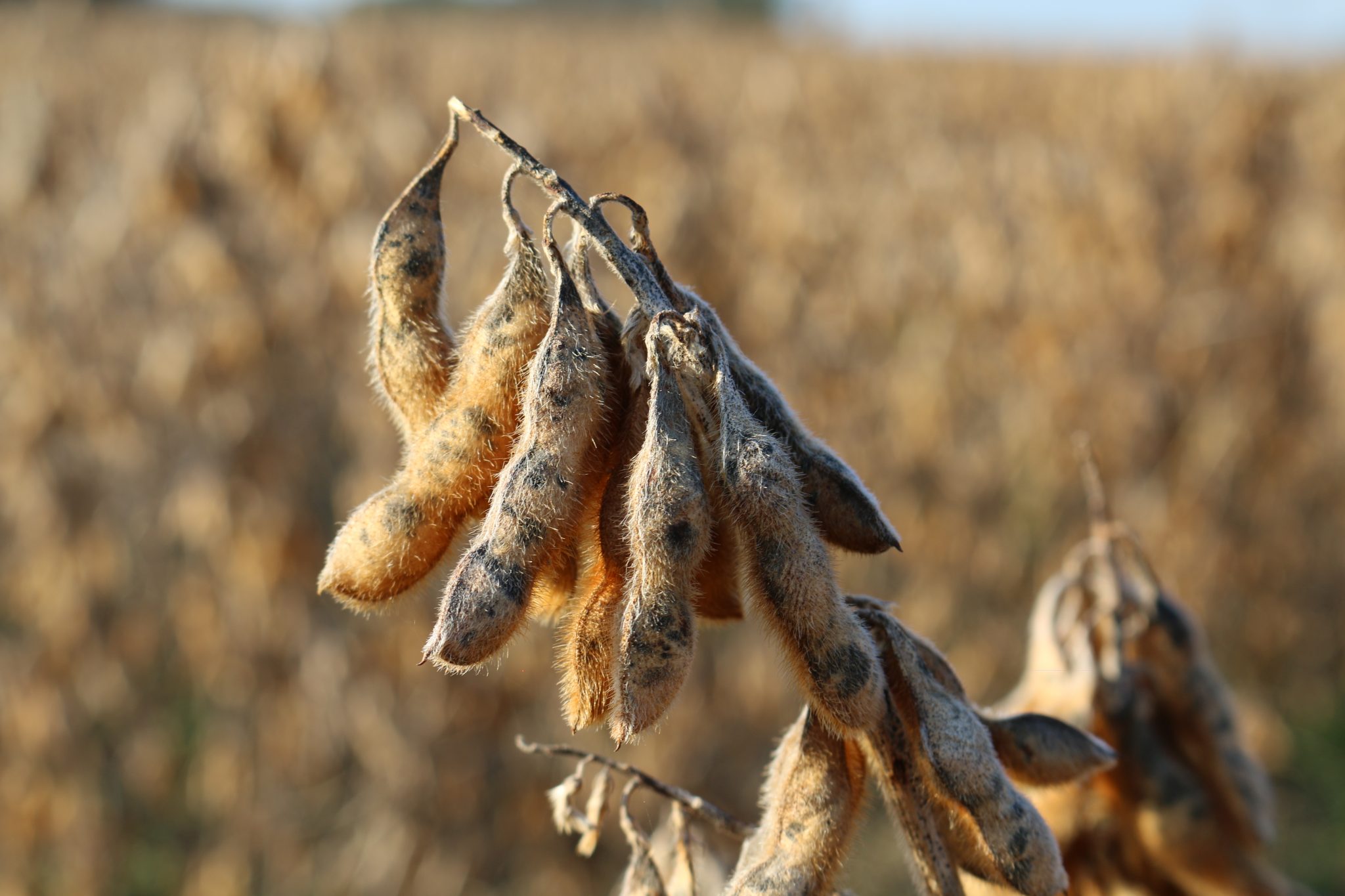 dried soybean pods ready for harvest