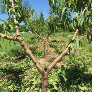 Peach rootstock