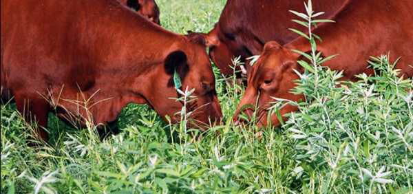 Cattle grazing sunn hemp