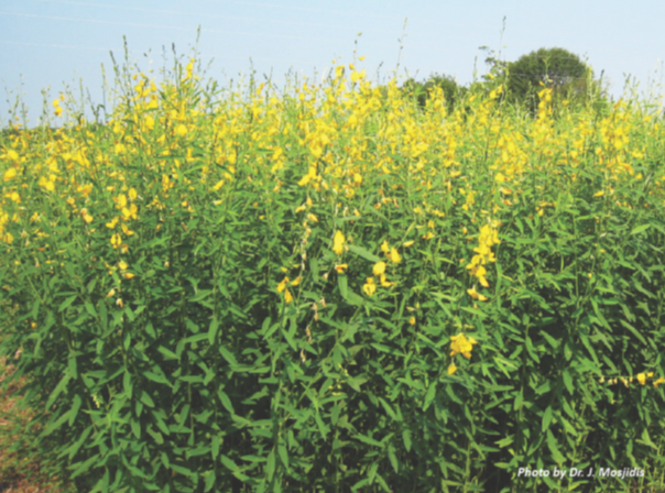 Sunn Hemp - Alabama Cooperative Extension System