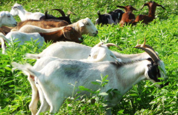 Goats grazing sunn hemp