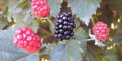 blackberries