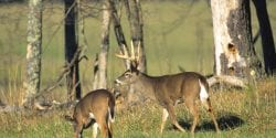 Two white-tailed deer in a field.