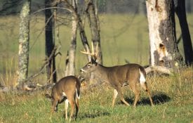 Two white-tailed deer in a field.