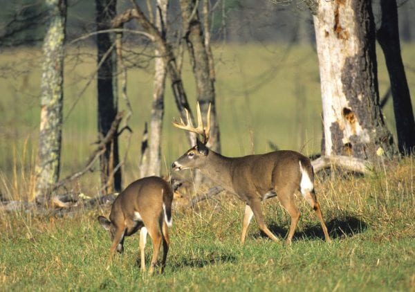 white-tailed deer