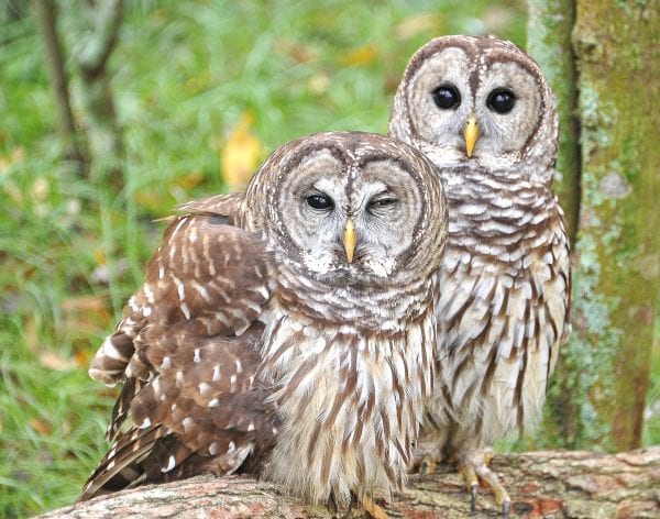 Barred Owl