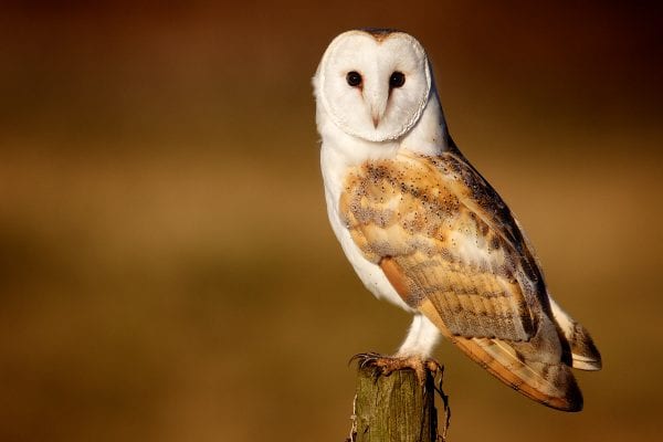 Barn owl