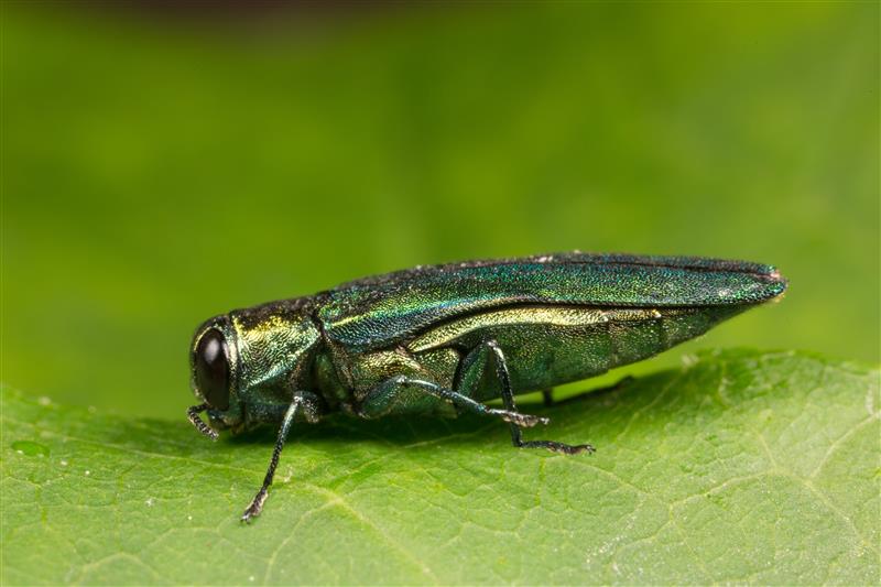 Emerald Ash Borer