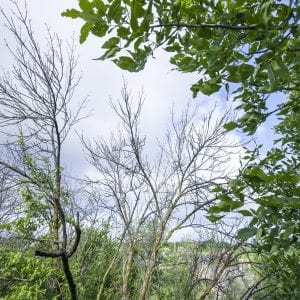 The effects of the emerald ash borer on an ash tree.