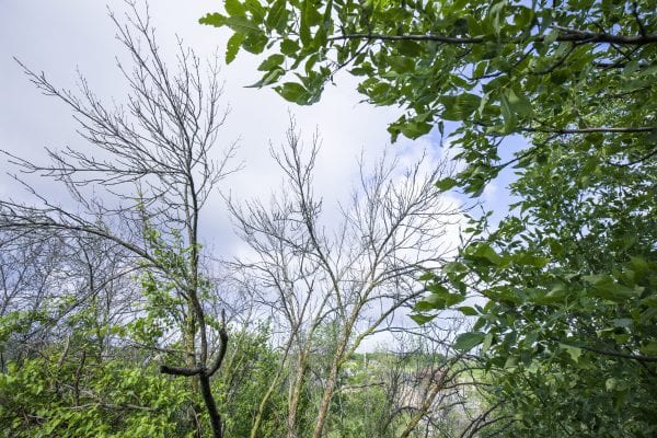 effects of the emerald ash borer on an ash tree