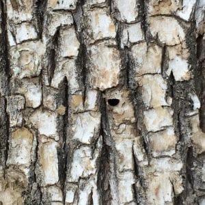 Bark damage on ash tree from the emerald ash borer.