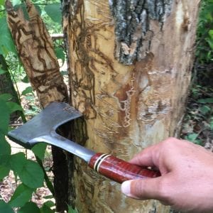 Emerald ash borer insect damage