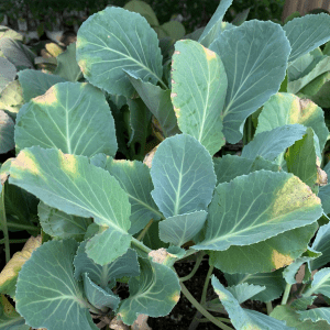 black rot on cabbage