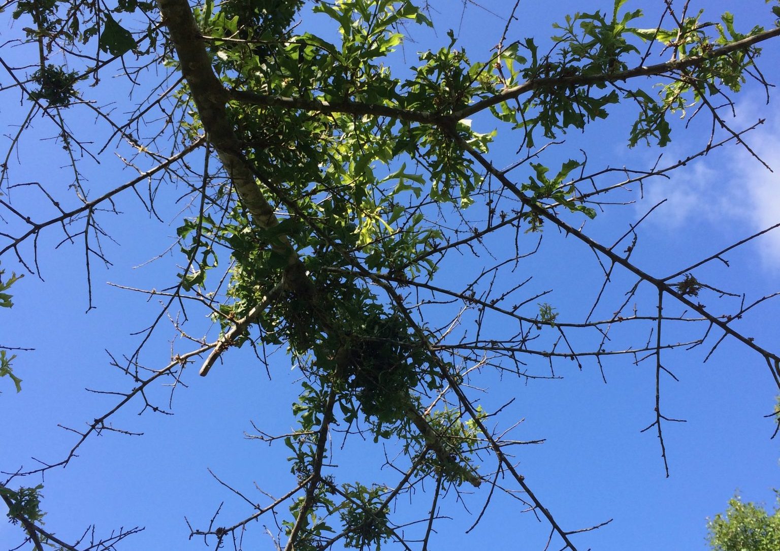 Herbicide Damaged Tree