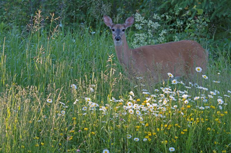 Deer in Meadow