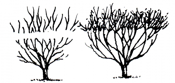 Figure 4c. Results of poor pruning methods.