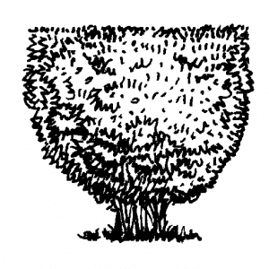 Figure 4i. Pruning hedges straight across top will produce unnatural shape.Prune entire plant to produce rounded effect.