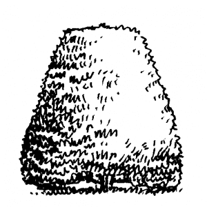 Figure 4j. Hedges should be pruned so that the base of the plant is wider than the top.
