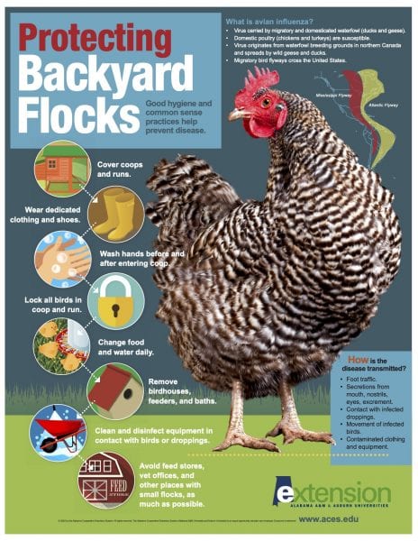 Protecting Backyard Chickens Graphic