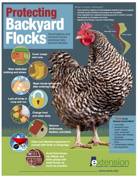 Protecting Backyard Flocks. Good hygiene and common sense practices help prevent disease. What is avian influenza? Virus carried by migratory and domesticated waterfowl (ducks and geese). Domestic poultry (chickens and turkeys) are susceptible. Virus originates from waterfowl breeding grounds in northern Canada and spreads by wild geese and ducks. Migratory bird flyways cross the United States. How is the disease transmitted? Foot traffic. Secretions from mouth, nostrils, eyes, excrement. Contact with infected droppings. Movement of infected birds. Contaminated clothing and equipment. Protecting Backyard Flocks Cover coops and runs. Wear dedicated clothing and shoes Wash hands before and after entering coop. Lock all birds in coop and run. Change food and water daily. Remove birdhouses, feeders, and baths. Clean and disinfect equipment in contact with birds or droppings. Avoid feed stores, vet offices, and other places with small flocks, as much as possible.