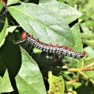 Azalea Caterpillar