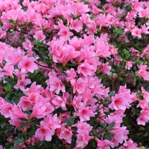 Coral Bells Azaleas